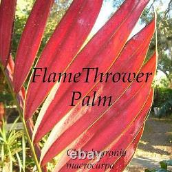 FLAMETHROWER PALM Chambeyronia macrocarpa Red Leaf Palm BIG 2-3ft Potted PLANT