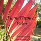 Flamethrower Palm Chambeyronia Macrocarpa Red Leaf Palm Big 2-3ft Potted Plant
