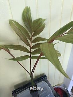 FLAMETHROWER PALM Chambeyronia macrocarpa Red Leaf Palm BIG 2-3ft Potted PLANT