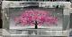 Xl Pink Cherry Blossom Tree Liquid Art Wall Frame Chrome Look 82x42cm