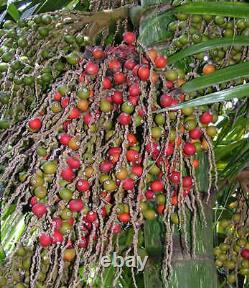 Flamethrower Palm Chambeyronia Macrocarpa Red Leaf Palm Big 2-3ft Potté Plante